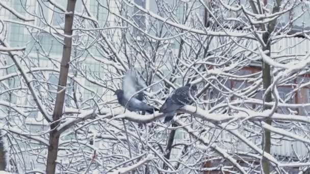 Two pigeons sitting on snowy tree branch in winter in the city, apartment building on background — Stock Video