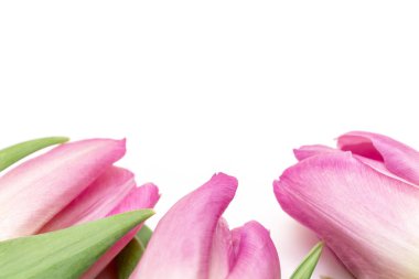 Beyaz arka planda, hassas, yumuşak ve saf bahar düzen kopya alanı ile üç leylak Pembe Laleler.