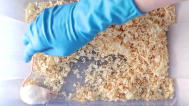Bir bilim adamı, araştırmacı bir beyaz laboratuar fare kuyruk tarafından plastik laboratuar kapsayıcıdan alarak mavi kauçuk eldiven el