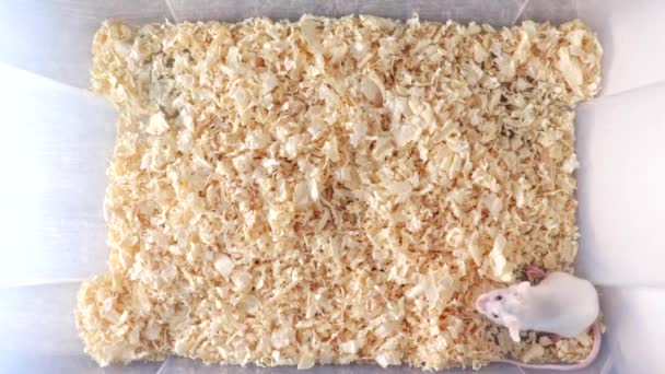 Ratón Albino Blanco Laboratorio Corriendo Contenedor Laboratorio Plástico Lleno Aserrín — Vídeo de stock