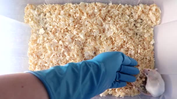 Hand of a scientist, researcher in blue rubber glove taking a white laboratory mouse from a plastic lab container and putting it back — Stock Video