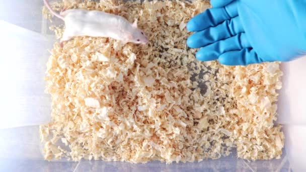 Bir bilim adamı, araştırmacı bir plastik laboratuar kafes sınav için beyaz laboratuar albino fare almaya hazır el koyarak — Stok video