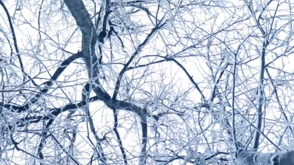 Fondo de invierno con caída de nieve a la derecha en la cámara y girando lentamente ramas de árboles — Vídeos de Stock