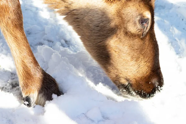 Testa di renna noiosa femmina mangiare qualcosa da terra coperta di neve invernale da vicino — Foto Stock