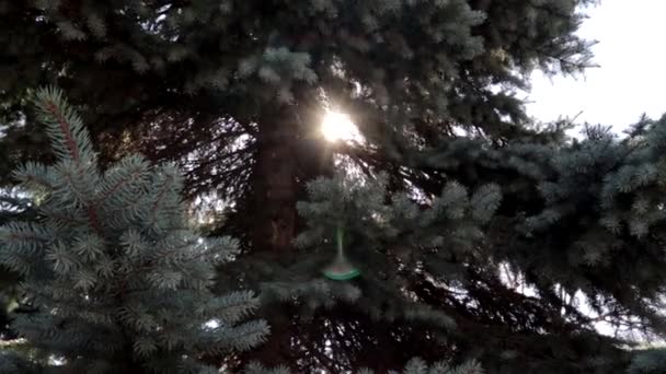 Sunshine gerendák keresztül fenyő fa ágai, a park vagy az erdő, a lencse fényfolt háttér-intro — Stock videók