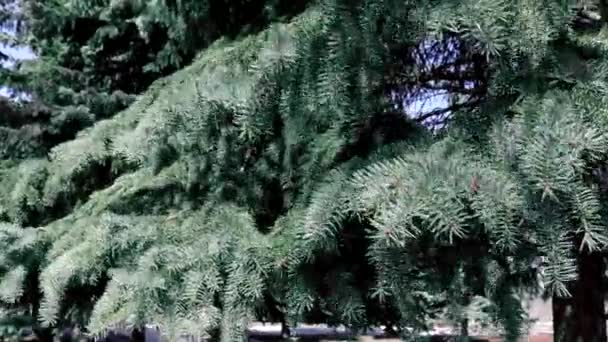 Evergreen fir tree branches moving swaying by the strong wind in park — Stock Video