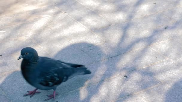 Um pombo andando e balançando a cabeça, à procura de comida para comer — Vídeo de Stock