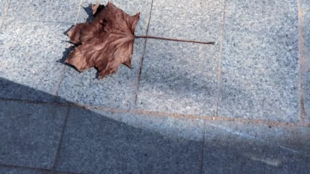 Feuille d'érable marron sèche glissant sur un trottoir en pierre à la lumière du soleil, espace de copie 