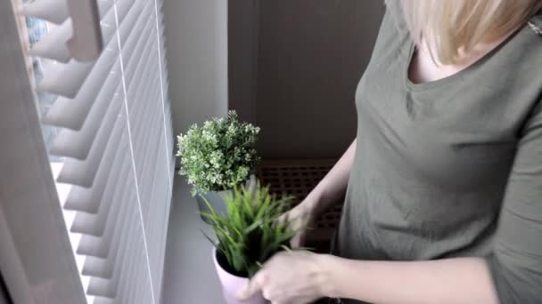 Mulher colocando plantas verdes decorativas em vasos de flores em uma soleira da janela, cuidando de plantas e criando conforto — Vídeo de Stock