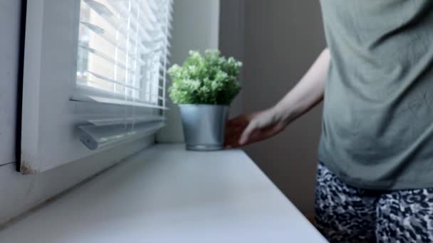 Mulher colocando plantas verdes decorativas em vasos de flores em uma soleira da janela, cuidando de plantas e criando conforto — Vídeo de Stock