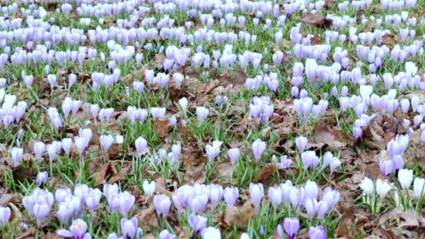 Blue tender delicate pastel meadow of spring crocus flowers, panoramic view — Stock Video