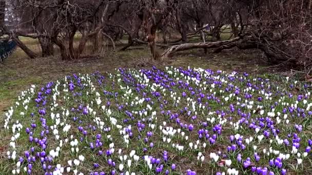 Niebieski i biały Delikatne pastelowe łąki z wiosennych kwiatów krokusów w parku miejskim z misternych upadłych drzew na tle, panoramiczny widok — Wideo stockowe