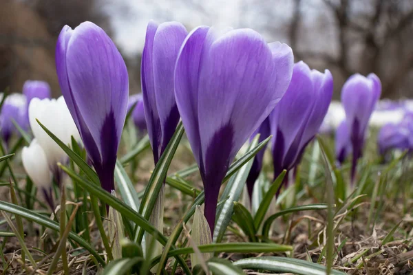 Tender delicate pastel spring crocus flowers close up