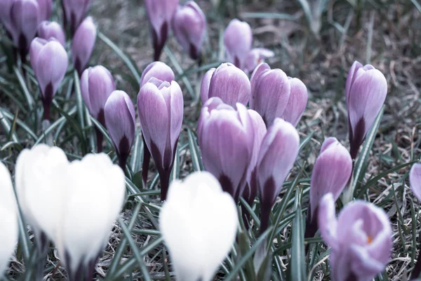 Azul e branco misterioso crocus close up, flores melancólicas e enigmáticas — Fotografia de Stock