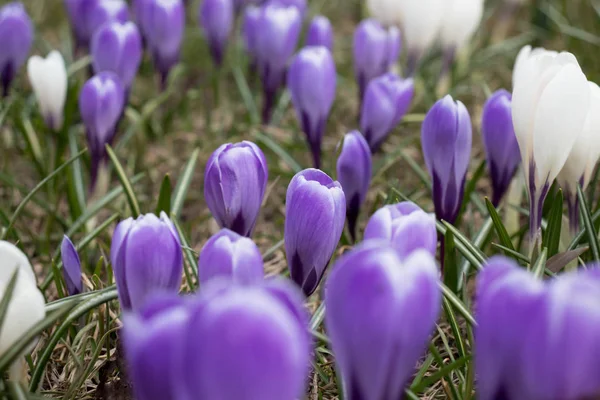 Ömtålig pastellfärgad vårkrokus blommor närbild — Stockfoto