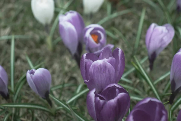 Blauwe mysterieuze Crocus close up, melancholische en raadselachtige bloemen — Stockfoto