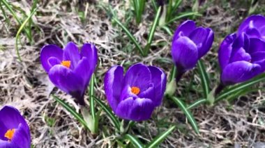 Mavi ihale narin pastel bahar Crocus çiçekler yakın yukarı, panoramik görünüm