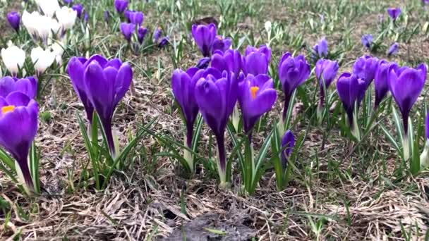 Blue tender delicate pastel spring crocus flowers moving by the wind, close up — Stock Video