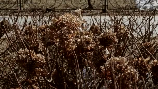 branche brun sec dans le parc d'automne se déplaçant par le vent 