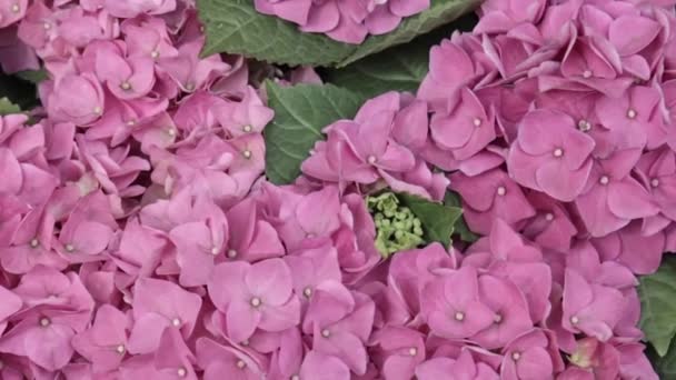 Hermosas flores de hortensias rosadas hermosas exuberantes cerca, vista panorámica. Fondo de la boda, concepto del día de San Valentín. Al aire libre, en verano. Lila flores ramo fondo — Vídeos de Stock