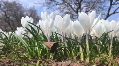White tender delicate pastel spring crocus flowers close up in sunny day in city park, unrecognizable people walking on background