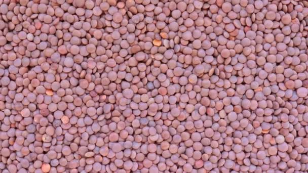 Brown lentils rotation texture background, vegetable protein source fo vegetarians and vegans — Stock Video