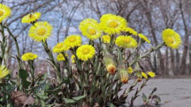 Parlak sarı tay ayak çiçekleri taşlı zemin üzerinde tussilago farfara. Arka planda bahar çiçekleri ve şehir şehir trafiği grubu. Şehirde bahar