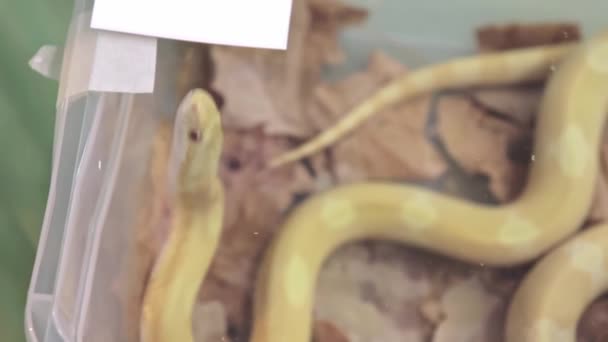 Butter mothley Corn Snake or Red Rat Snake, Pantherophis guttatus trying to find the way out of a terrarium — Stock Video