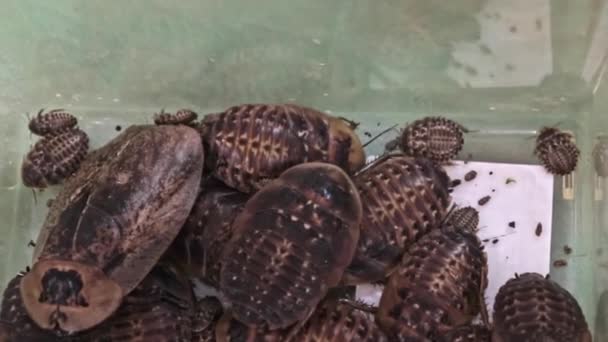Многие большие уродливые мадагаскарские тараканы Gromphadorhina potentosa ползают в пластиковом террариуме — стоковое видео