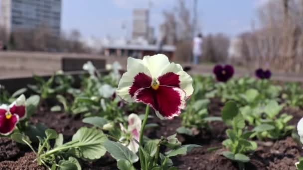 Red and white pensy viola beautiful colorful flowers in the city park flowerbed in breeze, blurred people walking and riding kick scooters on background — Stock Video