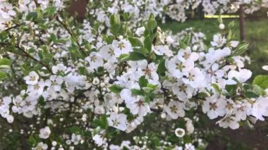 Bahar Nunking kiraz prunus tomentosa çiçekleri, panoramik görünümü, bir çalı üzerinde beyaz çiçekler bir sürü