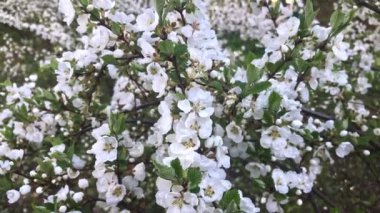 Bahar Nunking kiraz prunus tomentosa çiçekleri yakın, bir çalı üzerinde beyaz çiçekler bir sürü