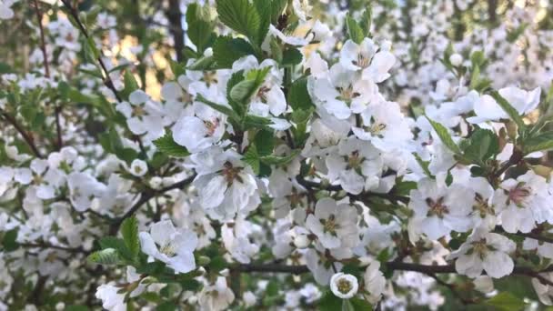 Lente Nunking Cherry Prunus tomentosa bloesems close-up, een heleboel witte bloemen op een Bush — Stockvideo