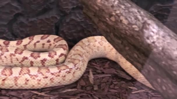 A big long dangerous snake in terrarium lying still, panoramic view — стоковое видео