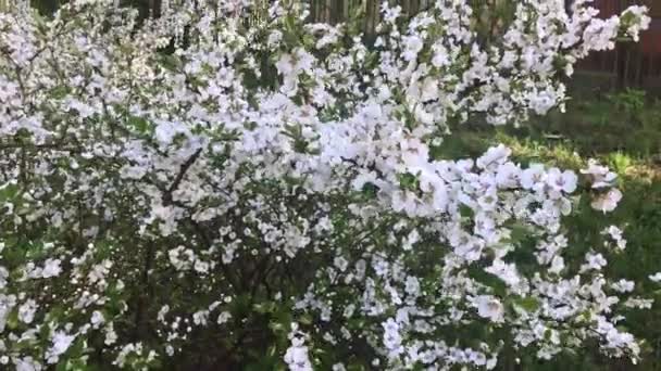 Primavera Nunking cherry prunus tomentosa florece en ramas ondeando por el viento, un montón de flores blancas en un arbusto — Vídeo de stock