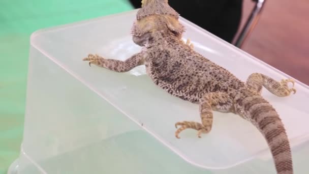 Lézard agama dragon australien barbu assis sur une boîte en plastique — Video