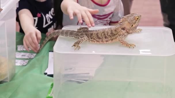 Moscú, Rusia - 13 de abril de 2019: Niños acariciando un lagarto australiano de agama de dragón barbudo sentado en una caja de plástico — Vídeo de stock