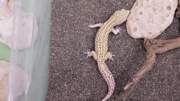 Un pequeño lagarto geco arrastrándose sobre una arena en terrario — Vídeos de Stock