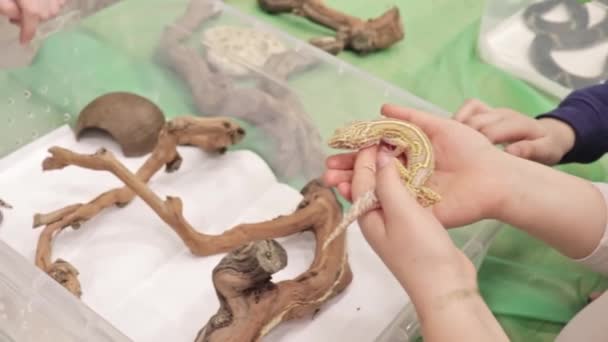 Kinderhände halten einen kleinen Eidechsengecko in der Nähe des Terrariums, ein Kind hat keine Angst — Stockvideo