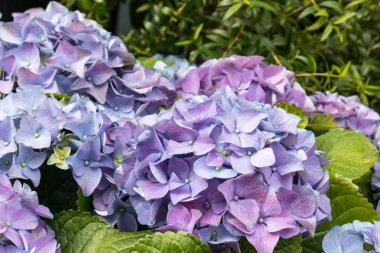 Muhteşem gür güzel mavi ortanca çiçekler yakın. Düğün zemini, Sevgililer Günü konsepti. Dışarıda, yaz vakti. Mavi çiçekler demet arka plan