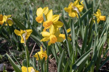 Sarı Narcissus - yeşil arka planda nergis, bahar çiçeği narsisus nergis nisan ve mayısta çiçek açıyor, bahçeye yakın plan