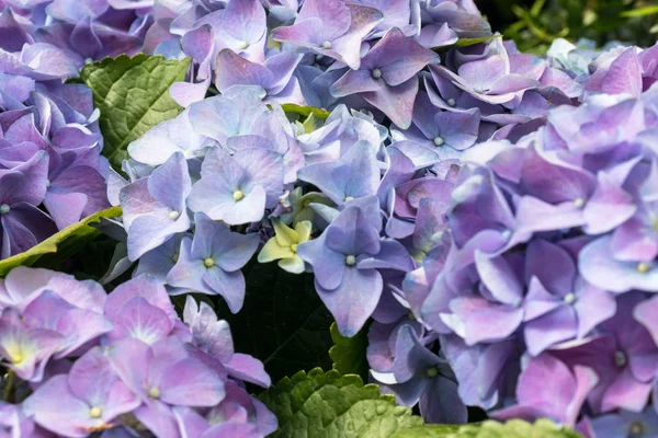 Gorgeous lush beautiful blue hydrangea flowers close up. Wedding backdrop, Valentine\'s Day concept. Outdoors, summertime. Blue flowers bunch background
