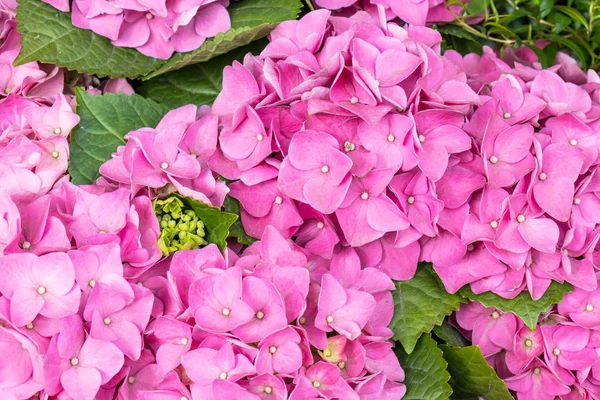 Gorgeous lush beautiful pink hydrangea flowers close up. Wedding backdrop, Valentine\'s Day concept. Outdoors, summertime. Lilac flowers bunch background