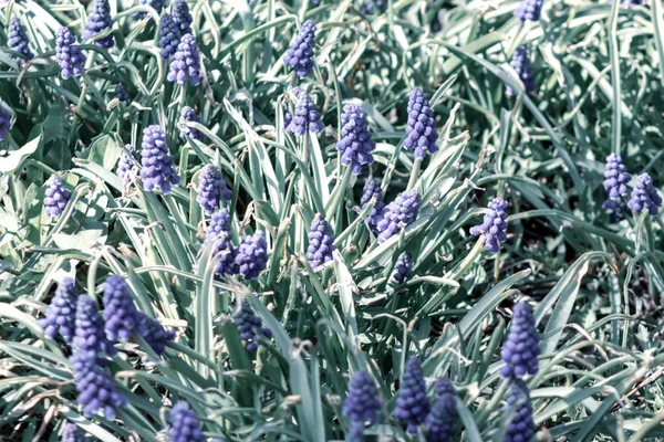 Flores de muscari, Muscari armeniacum, Hiacintos de uva flores de primavera que florecen en abril y mayo. Muscari armeniacum planta con flores azules —  Fotos de Stock