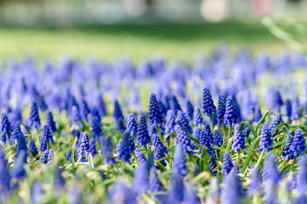 Flores de muscari, Muscari armeniacum, Hiacintos de uva flores de primavera que florecen en abril y mayo. Muscari armeniacum planta con flores azules —  Fotos de Stock