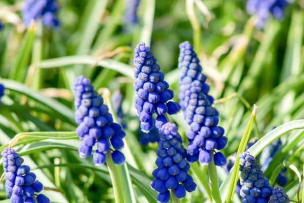 Flores de muscari, Muscari armeniacum, Hiacintos de uva flores de primavera que florecen en abril y mayo. Muscari armeniacum planta con flores azules de cerca —  Fotos de Stock