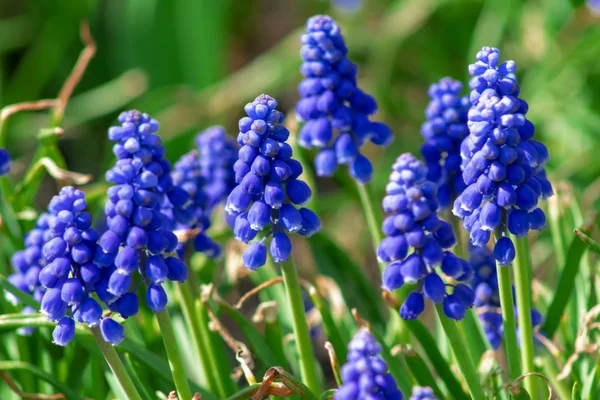 Flores de muscari, Muscari armeniacum, Hiacintos de uva flores de primavera que florecen en abril y mayo. Muscari armeniacum planta con flores azules de cerca —  Fotos de Stock