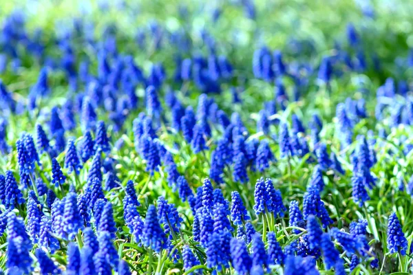 Flores de muscari, Muscari armeniacum, Hiacintos de uva flores de primavera que florecen en abril y mayo. Muscari armeniacum planta con flores azules —  Fotos de Stock