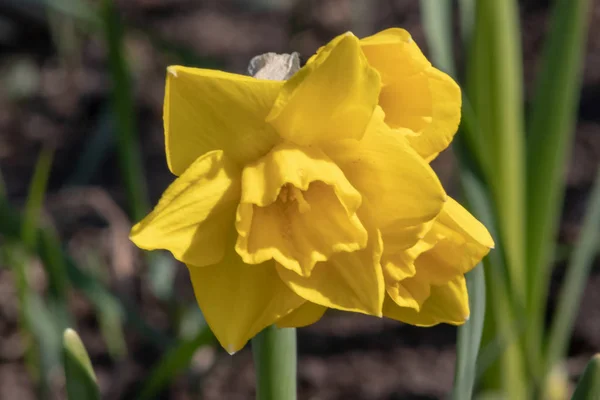 Flor de primavera narciso narciso floreciendo en abril y puede, de cerca en el jardín — Foto de Stock