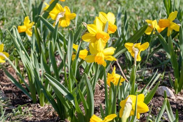 Gul Narcissus - påsklilja pÃ ¥en grÃ ¶ n bakgrund, VÃ ¥r blomma narcissus påsklilja blommar i april och maj, nÃ ¤ra upp i trÃ ¤dgÃ ¥rden — Stockfoto